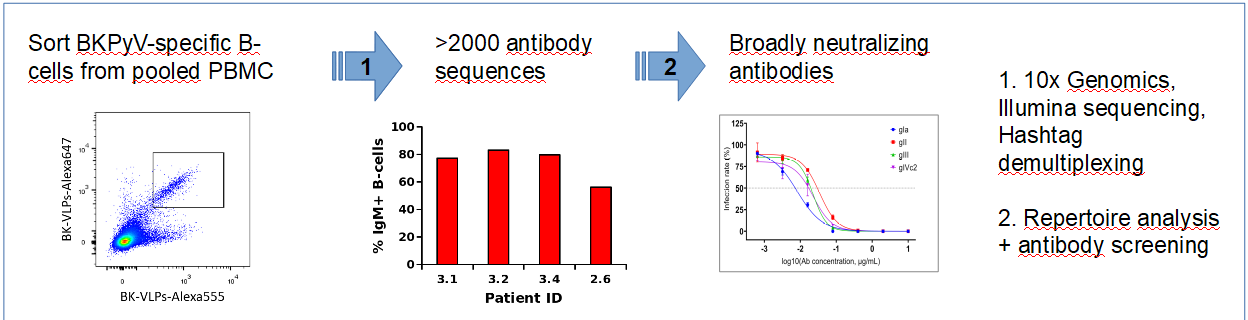 use of labeled BKPyV VLPs to obtain broadly neutralizing antibodies in ANR-17-CE17-0003